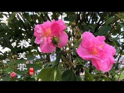 芙蓉是什麼花|芙蓉又叫什麼花